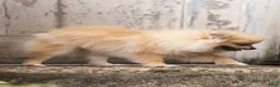 Pomeranian dogs for sale: Bella Liz - Ad 5