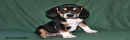 Beabull dogs for sale: Rover - Ad 1