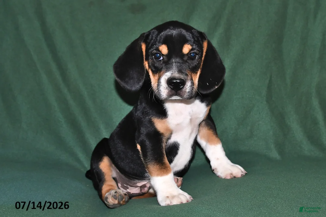Beabull dogs for sale: Rover - Ad 1