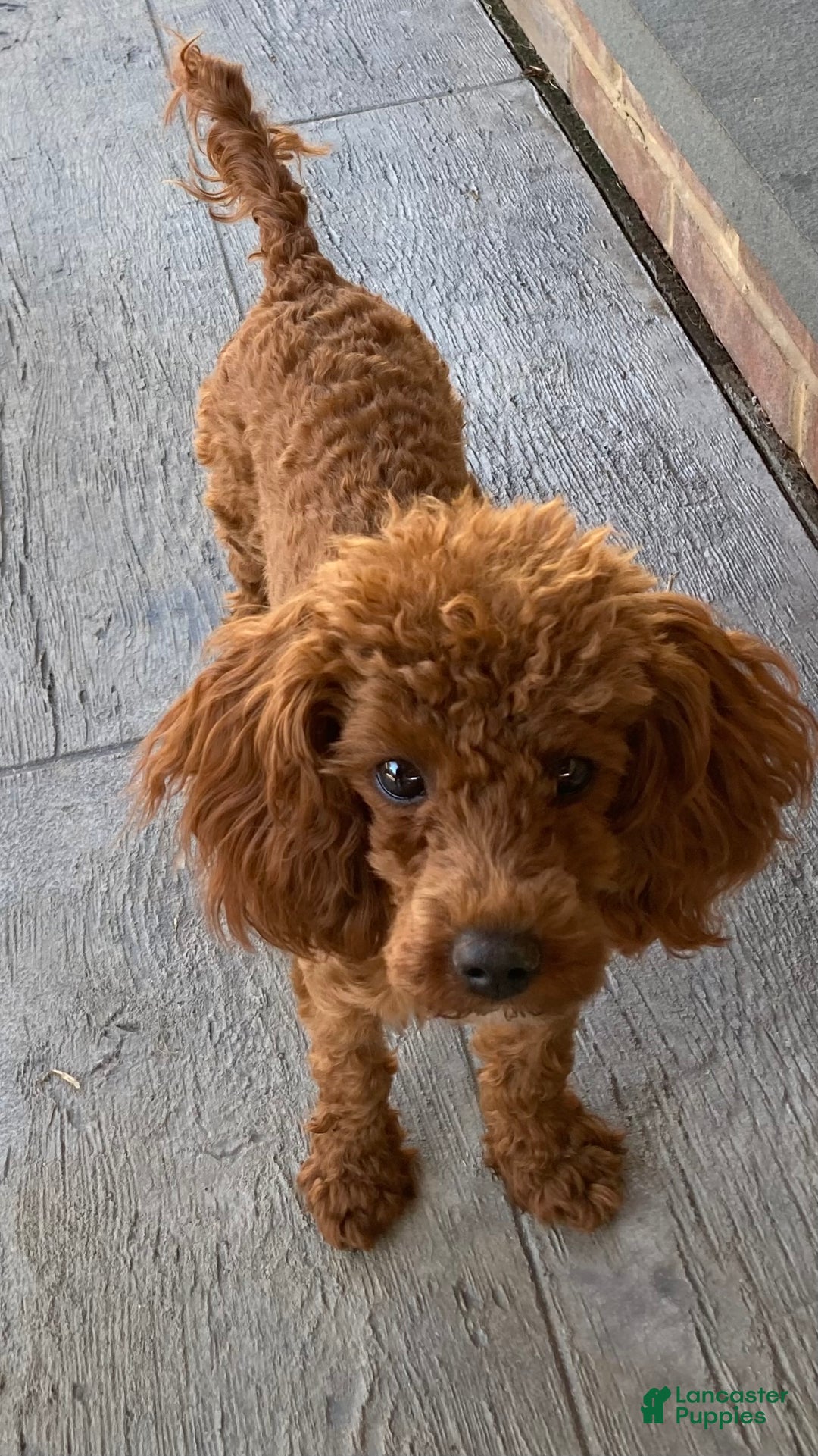 Toy Poodle dogs for sale: Toy Poodle Puppy 1 - Ad 2
