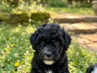 Mini Bernedoodle dogs for sale: Mini bernedoodles 1 - Ad 1