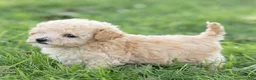 Maltipoo dogs for sale: Teddy Maltipoo  - Ad 9