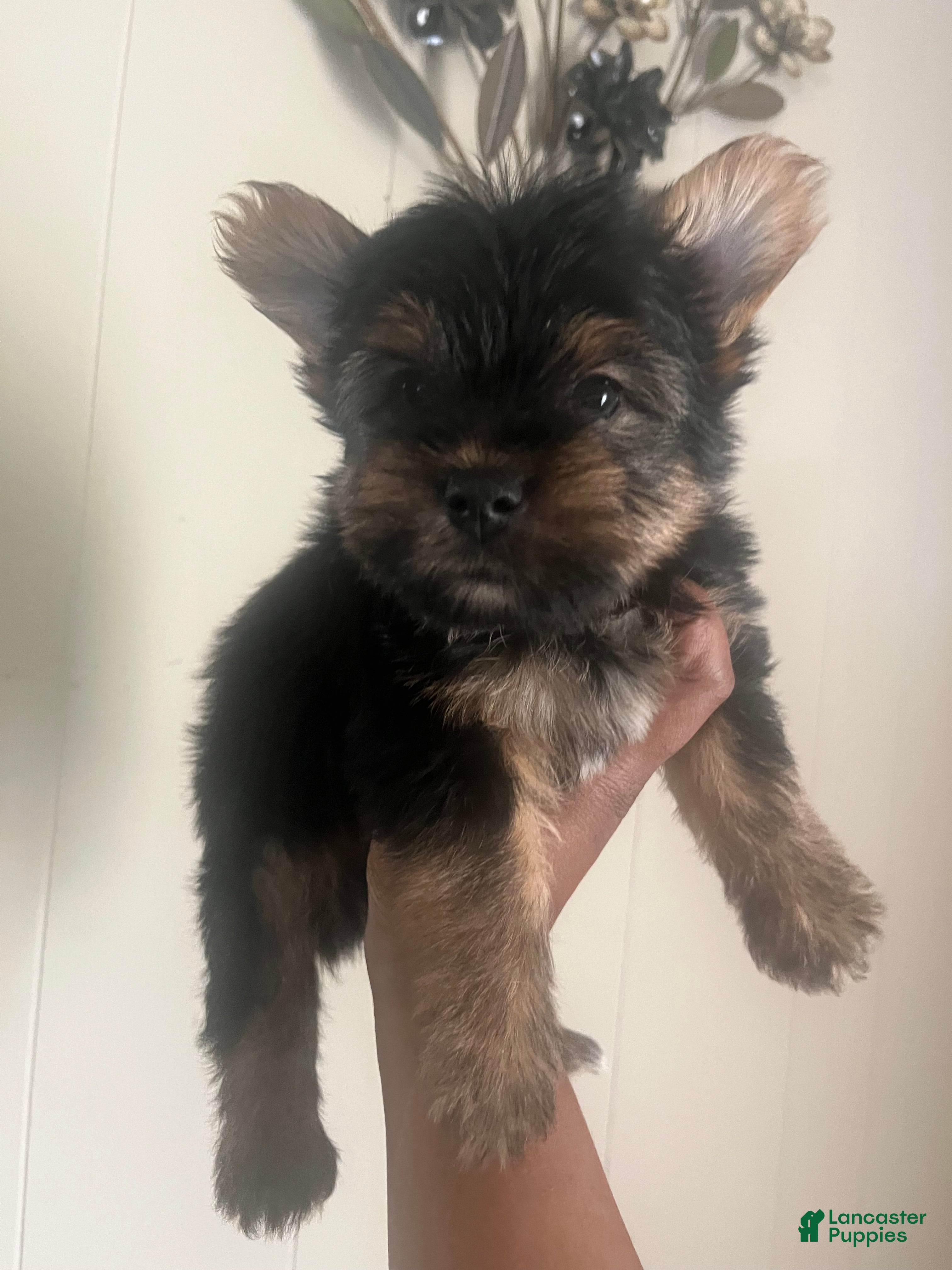 Yorkshire Terrier dogs Pongo  - Ad 25