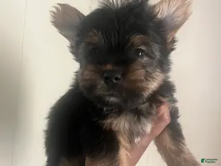 Yorkshire Terrier dogs Pongo - Ad 25