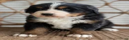 Bernese Mountain Dog dogs for sale: Hazel - Ad 7