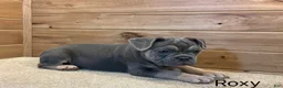 French Bulldog dogs for sale: Roxy - Ad 3