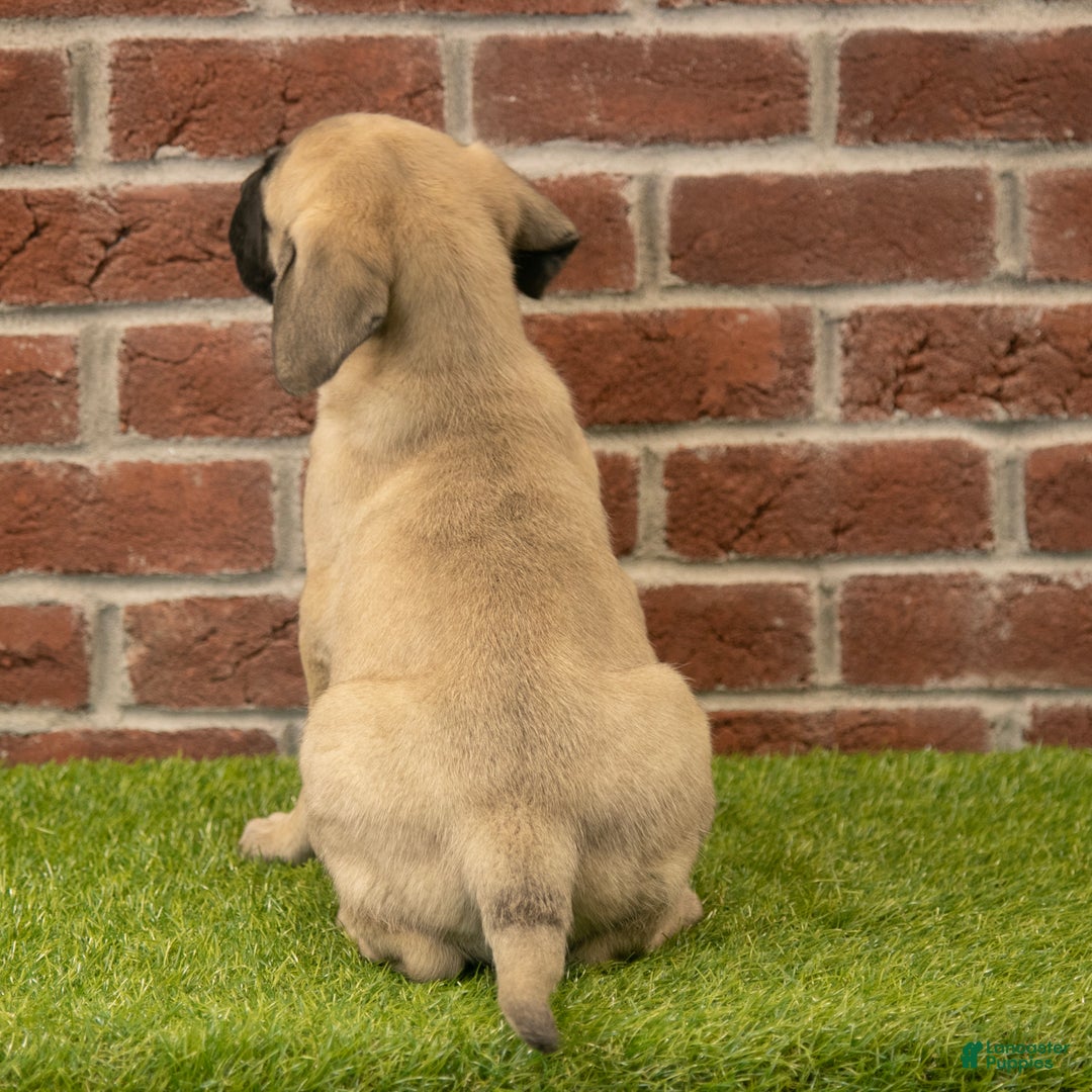 English Mastiff dogs for sale: Polly - Ad 5