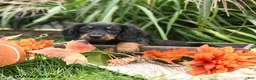 Miniature Dachshund dogs for sale: Ulysses - Ad 4