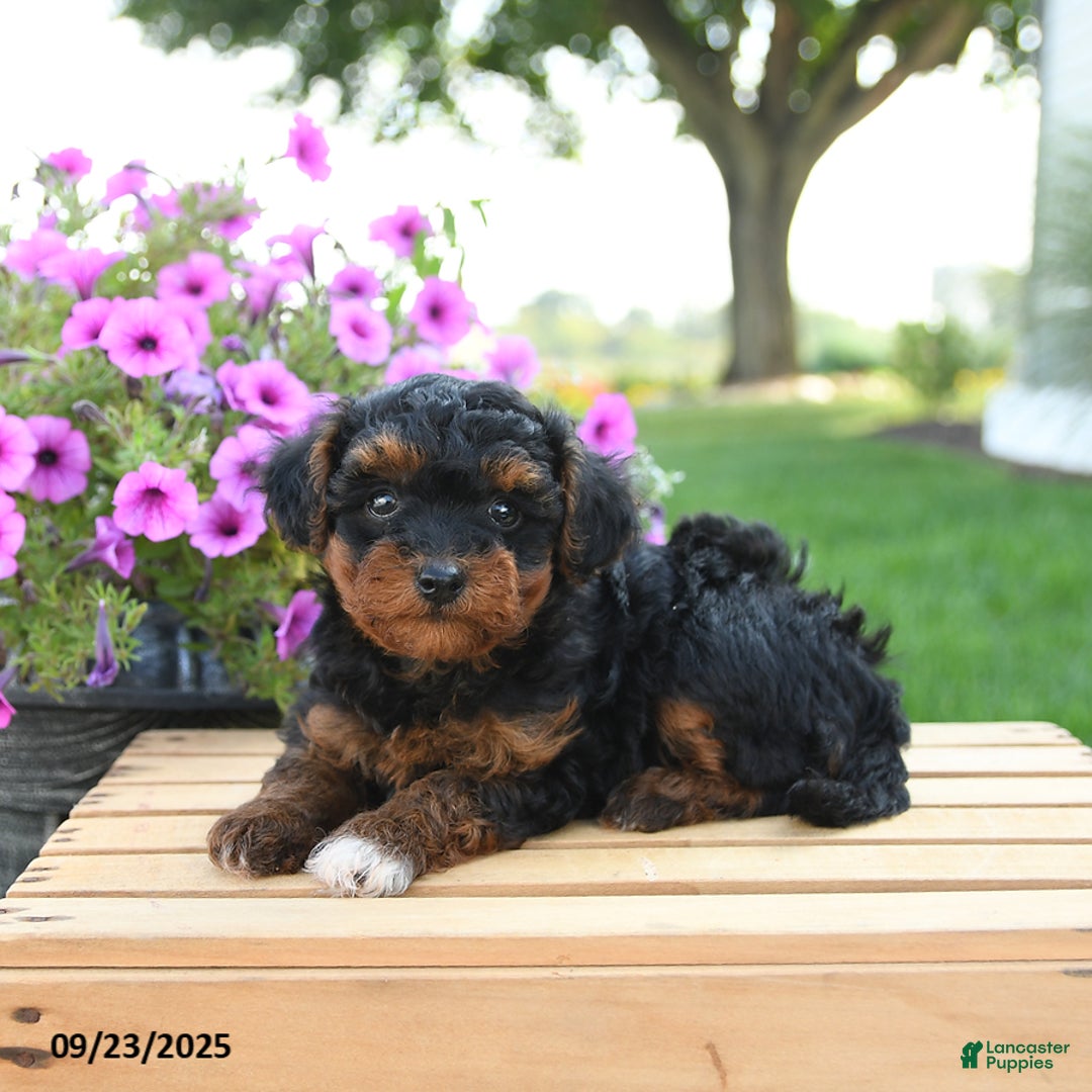 Mixed Breed dogs for sale: Tulip - Ad 3