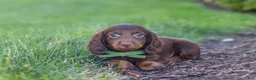 Miniature Dachshund dogs for sale: Lyn - Ad 3