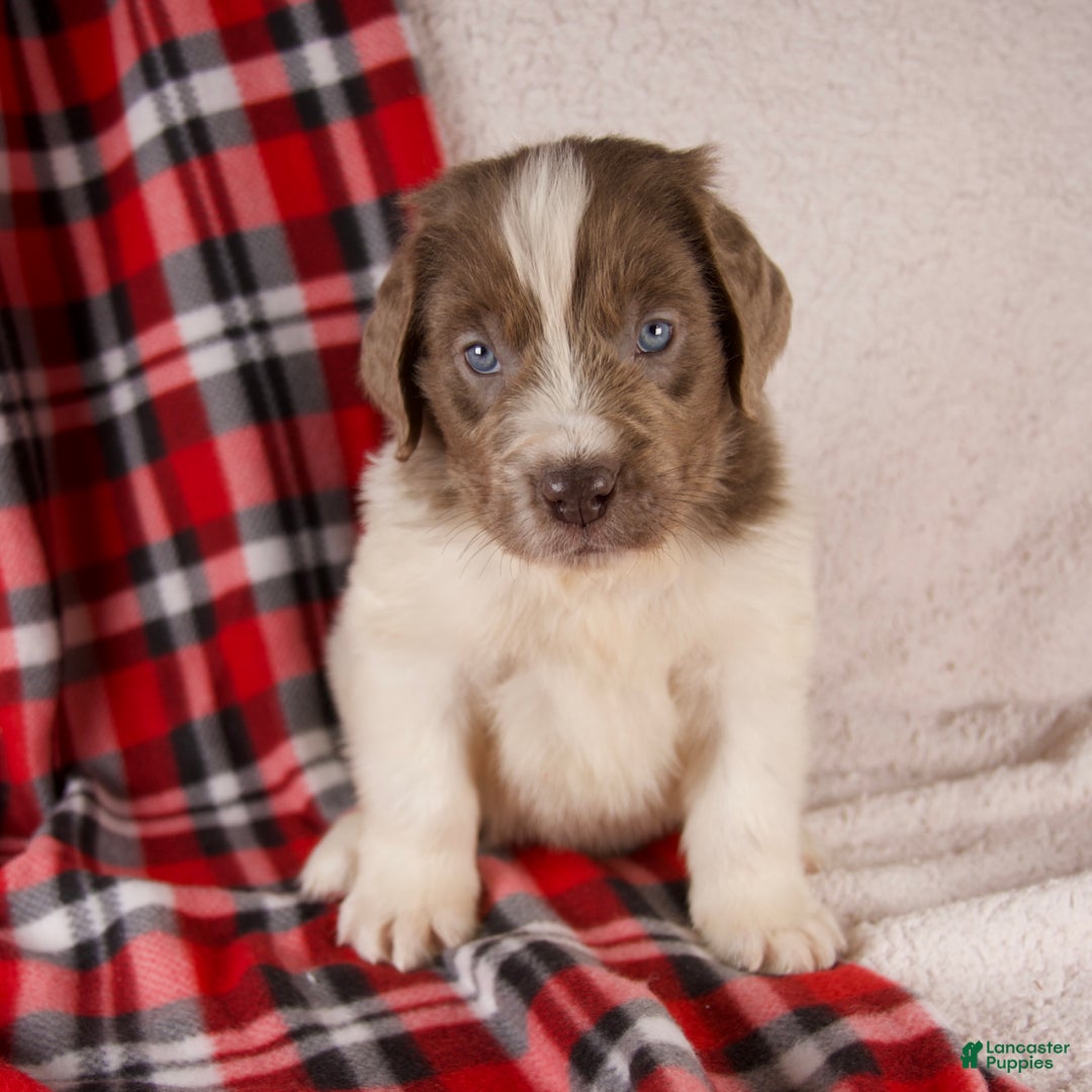 Newfoundland dogs for sale: Finley - Ad 1