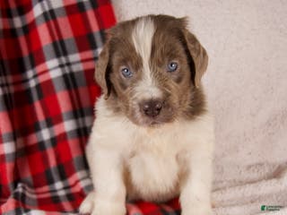 Newfoundland dogs Finley - Ad 12