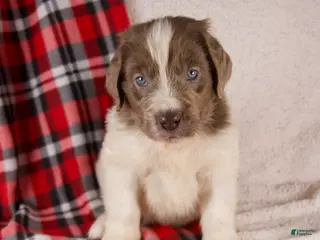 Newfoundland dogs Finley - Ad 8