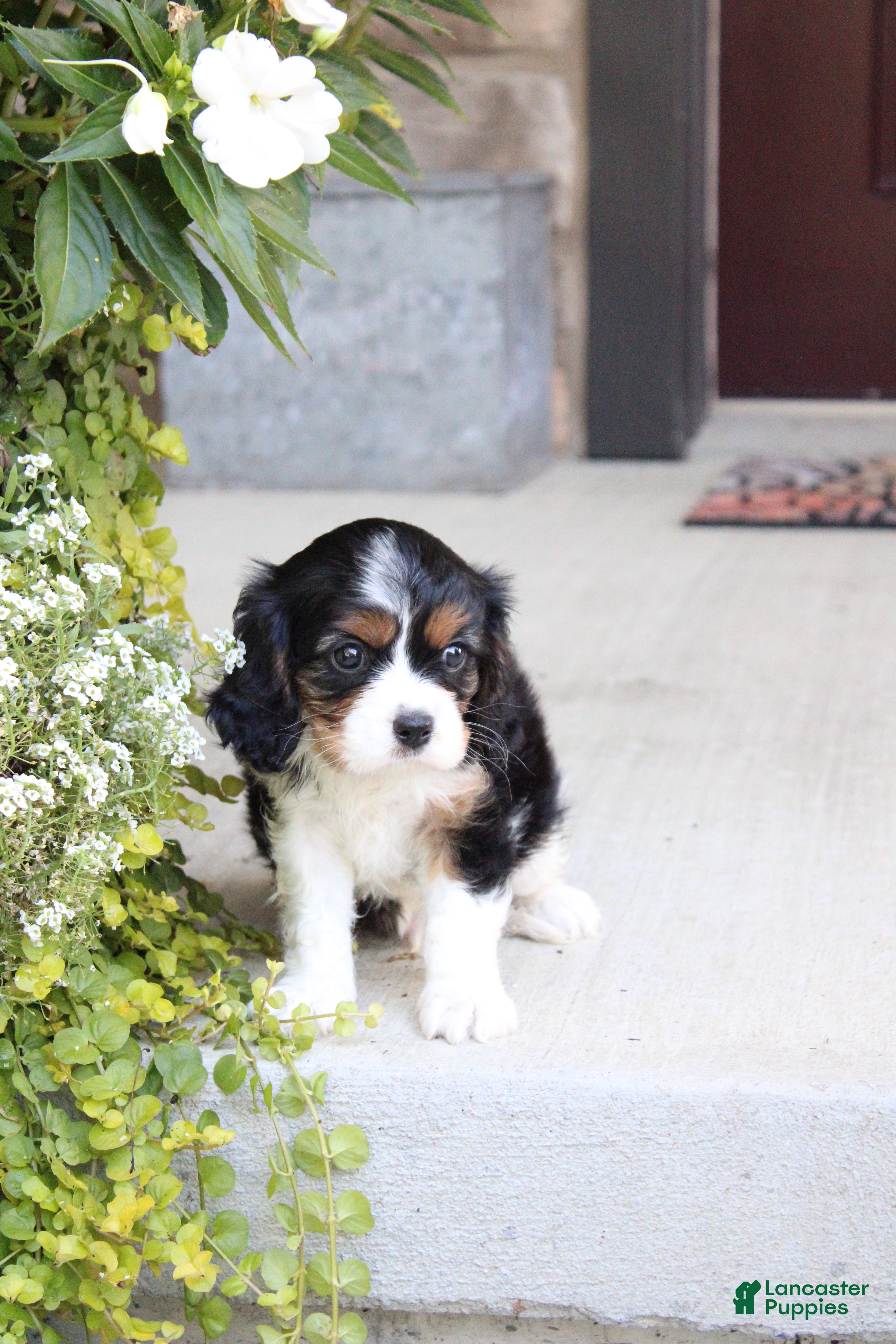 Cavalier King Charles Spaniel dogs Bubbles - Ad 1