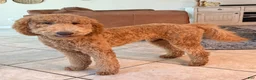 Goldendoodle dogs for sale: Goldendoodle 1 - Ad 7