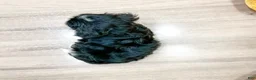 Havanese dogs for sale: Chester - Ad 5