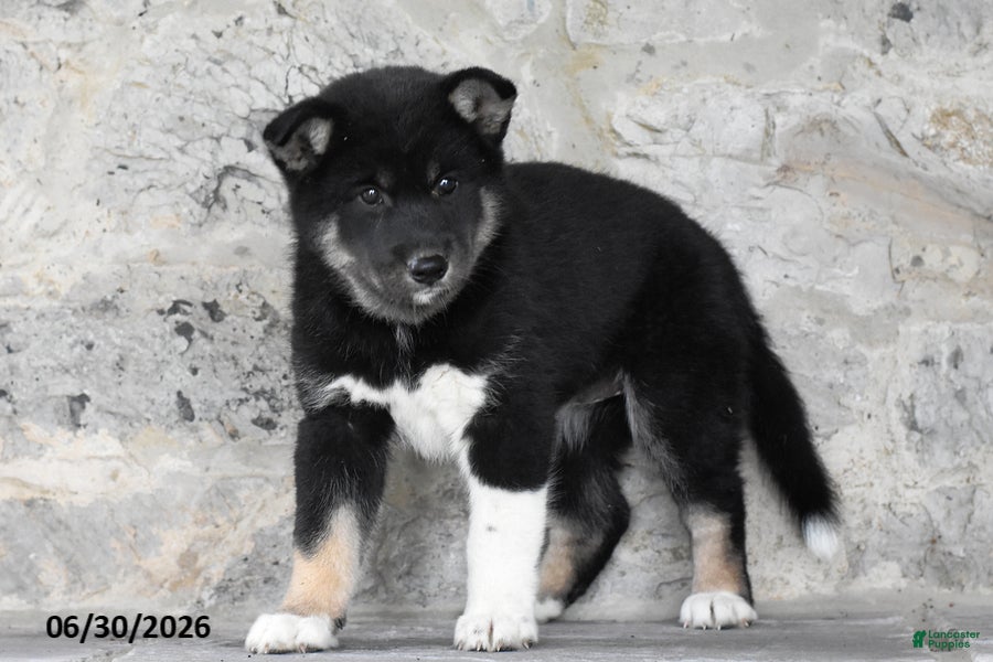 Mixed Breed dogs Ava - Ad 2