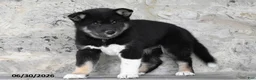 Mixed Breed dogs for sale: Ava - Ad 2