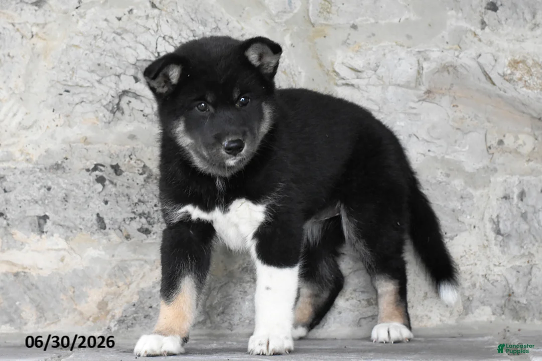 Mixed Breed dogs for sale: Ava - Ad 2