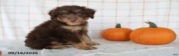 Mini Aussiedoodle dogs for sale: Benson - Ad 5