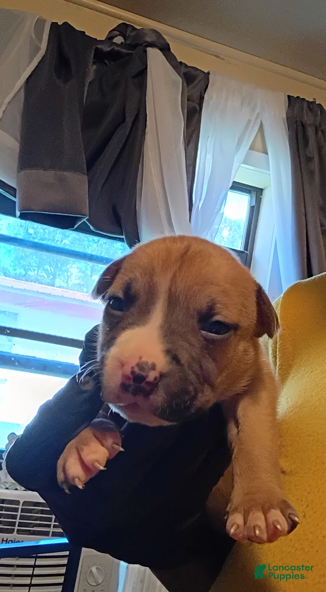 Mixed Breed dogs for sale: Mixed Breed Puppy 9 - Ad 2