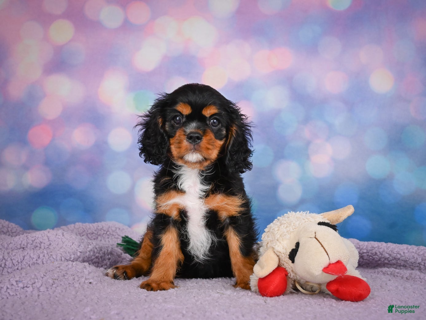 Cavalier King Charles Spaniel dogs Reba Genetic Clear - Ad 1