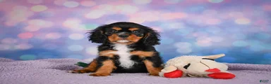 Reba Genetic Clear