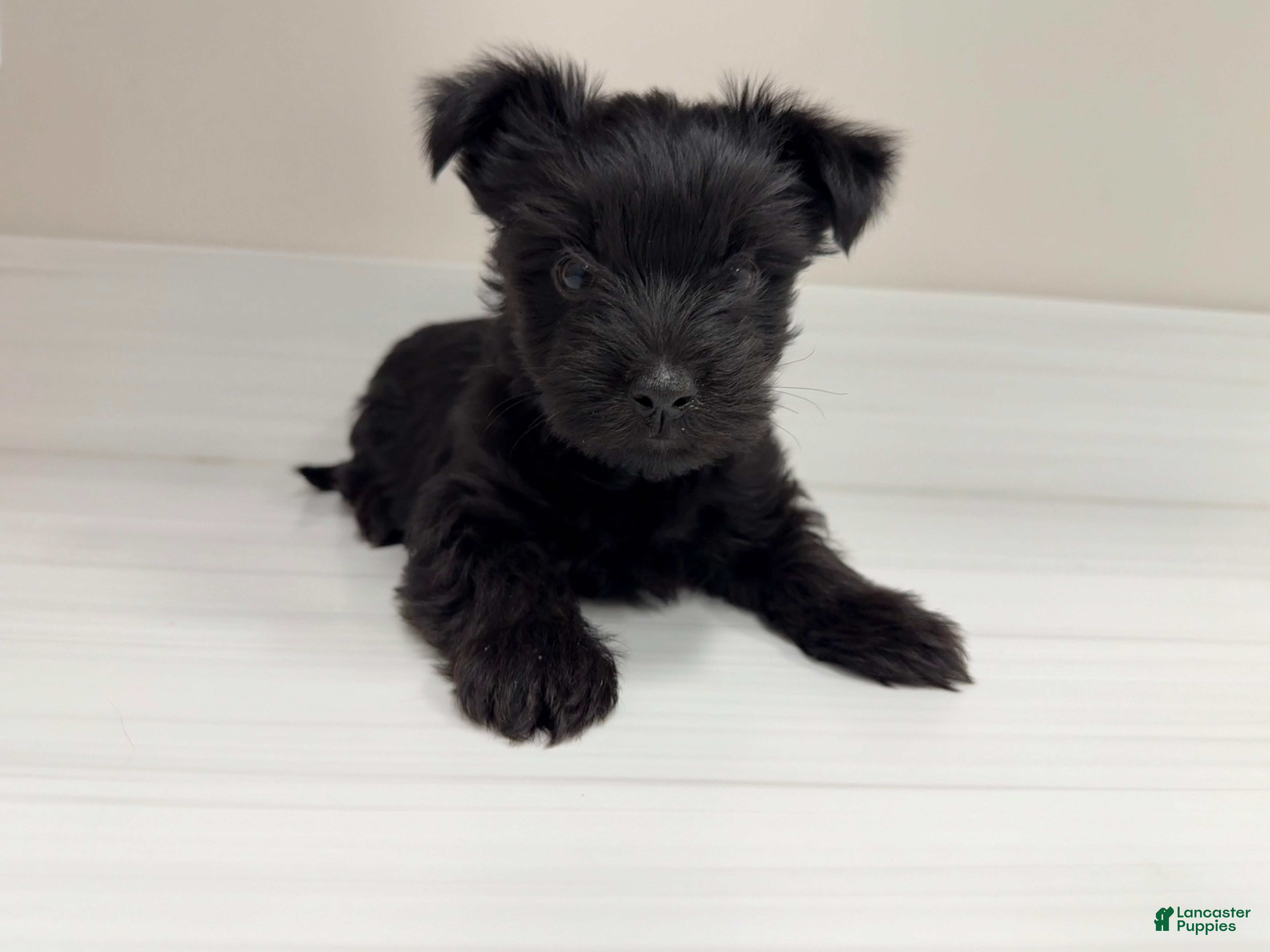 Yorkshire Terrier dogs Payton - Ad 26