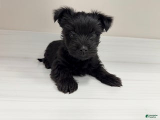 Yorkshire Terrier dogs Payton - Ad 26