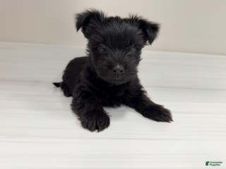 Yorkshire Terrier dogs Payton - Ad 16