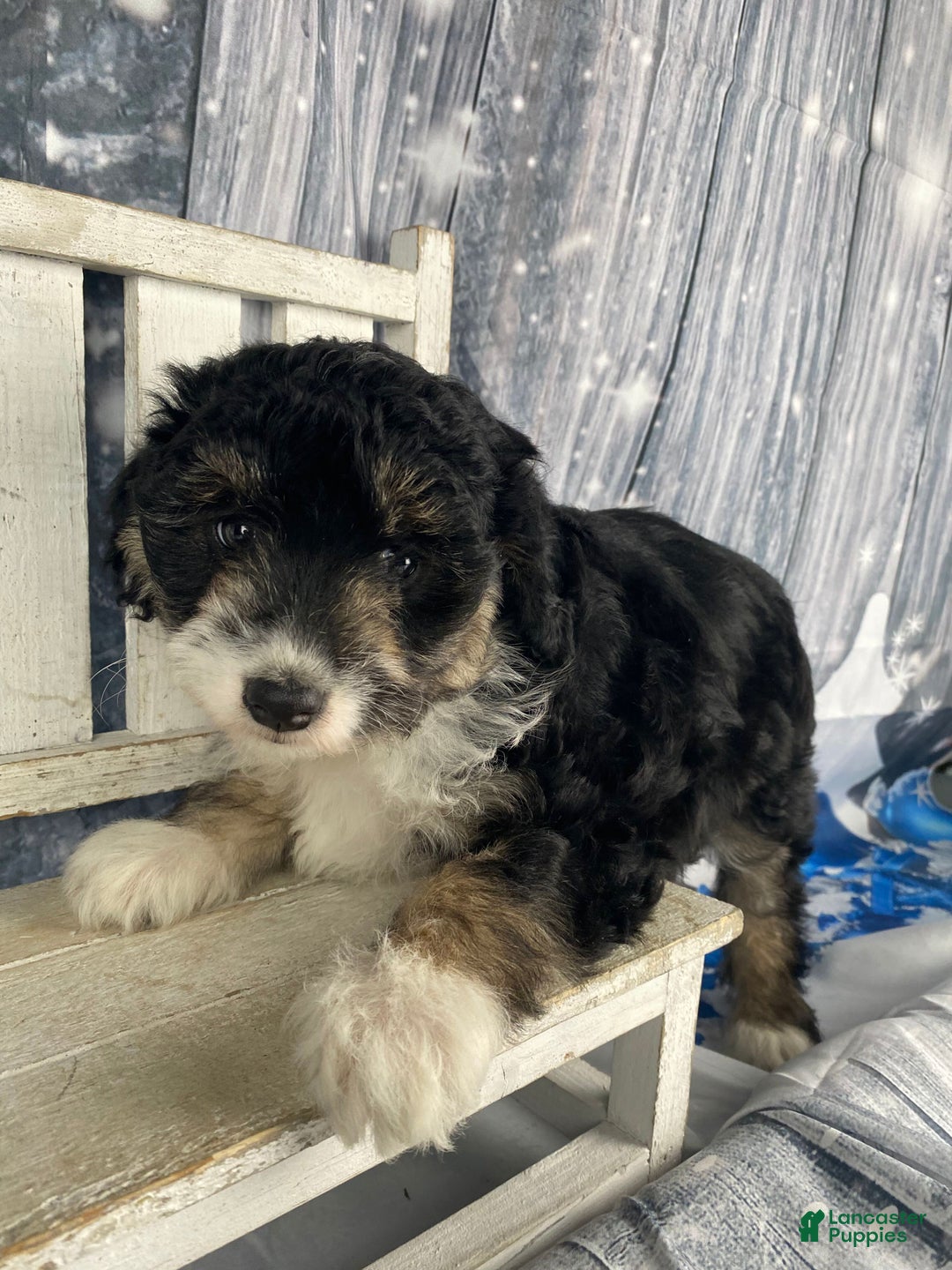 Aussiedoodle dogs for sale: Sara - Ad 3