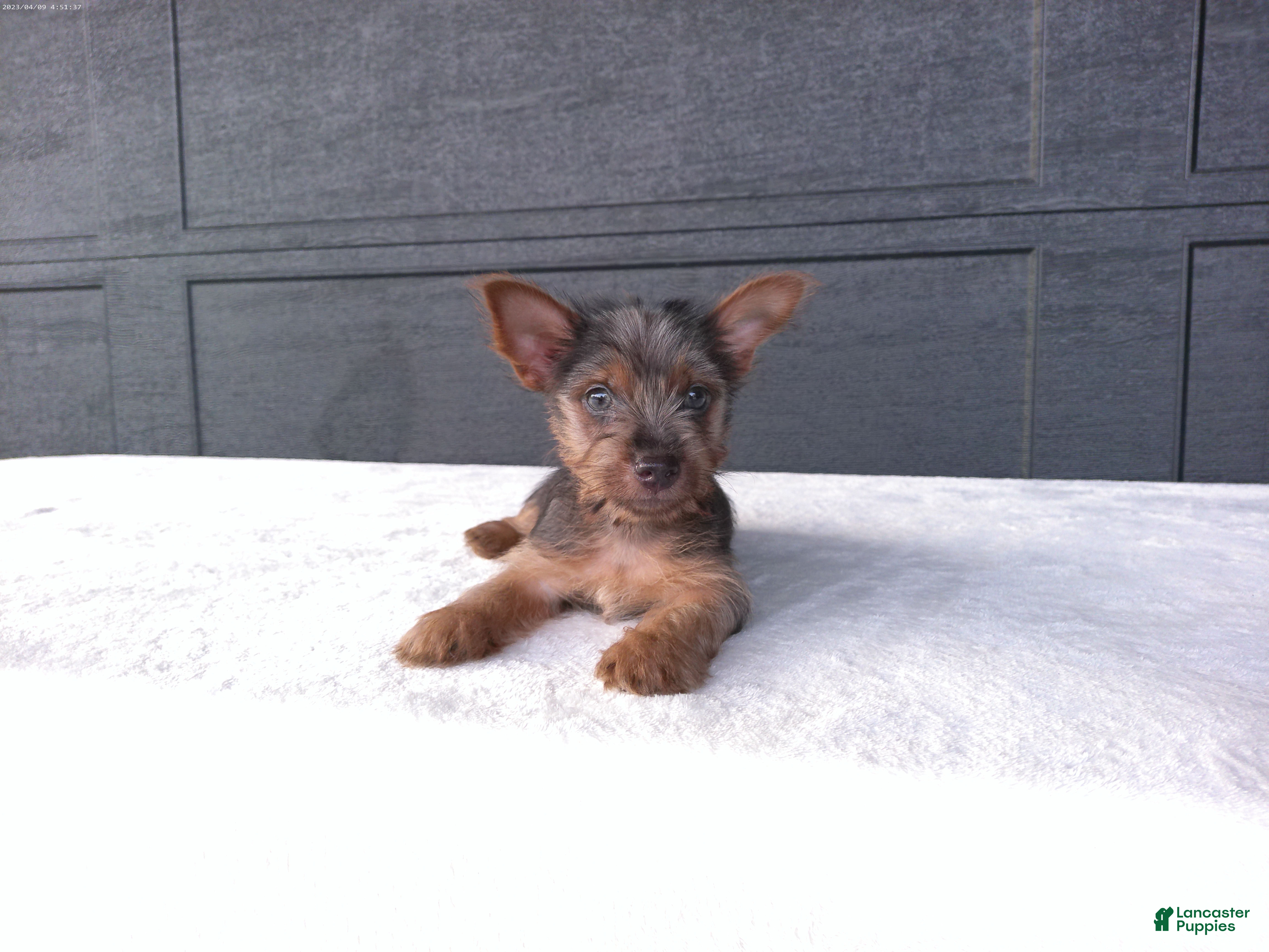 Yorkshire Terrier dogs for sale: Gracie - Ad 3