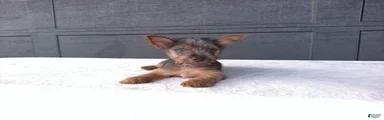 Gracie