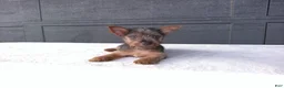 Yorkshire Terrier dogs for sale: Gracie - Ad 1