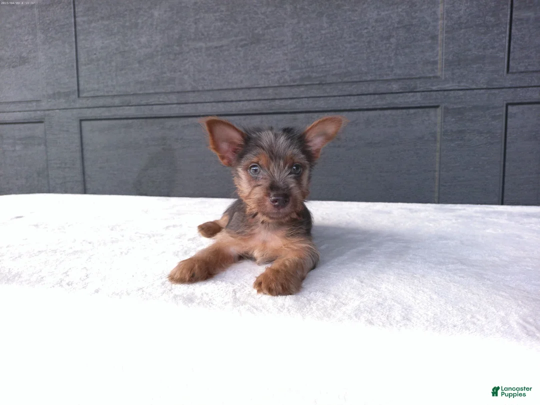 Yorkshire Terrier dogs for sale: Gracie - Ad 1