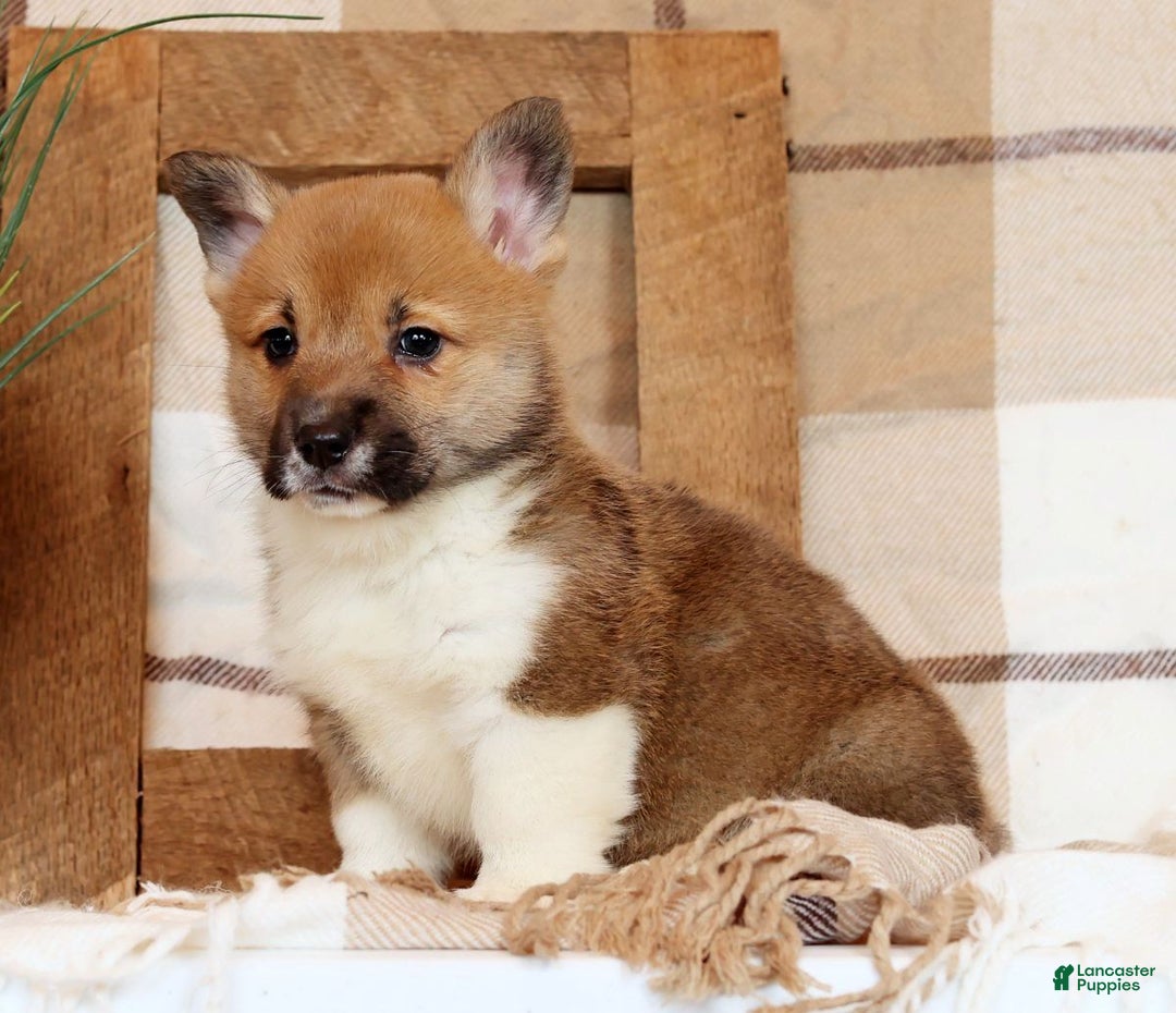 Welsh Corgi Pembroke dogs for sale: Casey - Ad 5