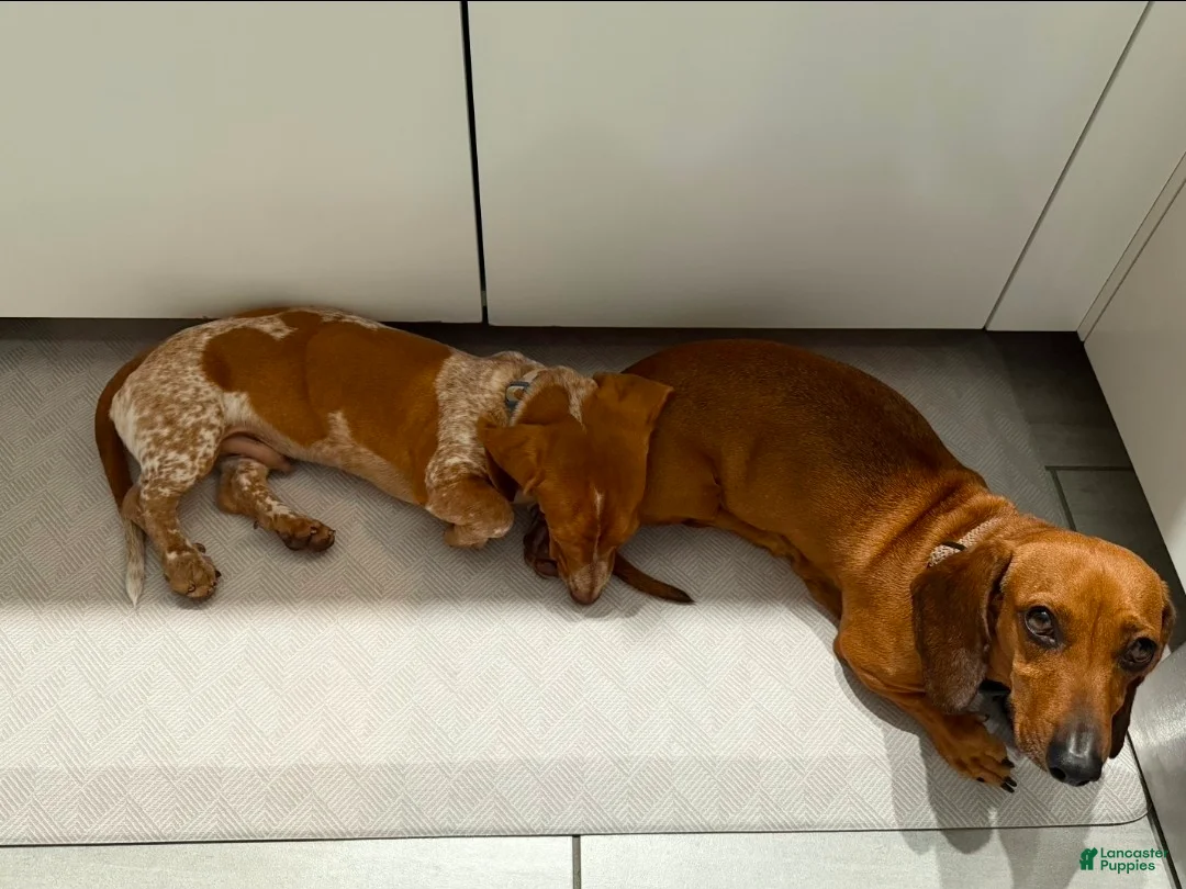 Miniature Dachshund dogs for sale: Bentley - Ad 2