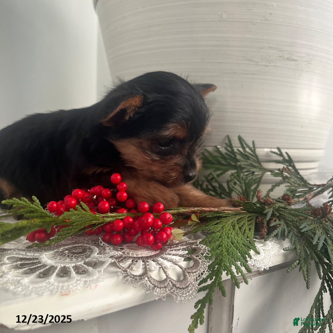 Yorkiepoo dogs for sale: Banjo - Ad 2