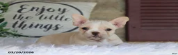 Frenchton dogs for sale: Leo - Ad 5