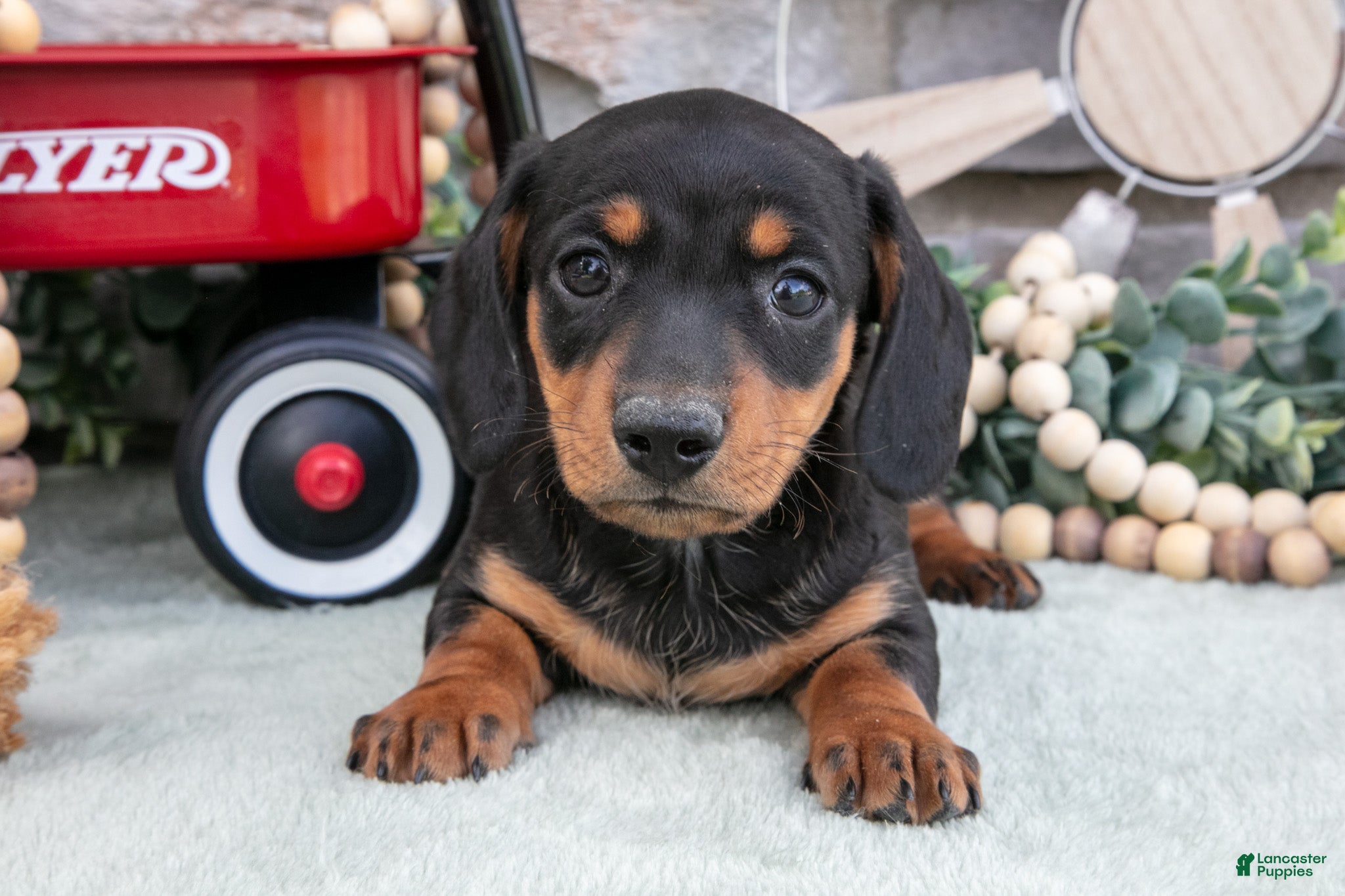 Miniature Dachshund dogs Myles - Ad 2