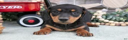 Miniature Dachshund dogs for sale: Myles - Ad 2