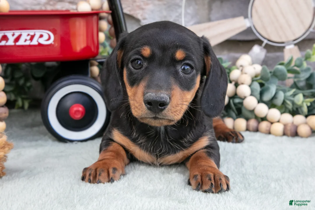 Miniature Dachshund dogs for sale: Myles - Ad 2