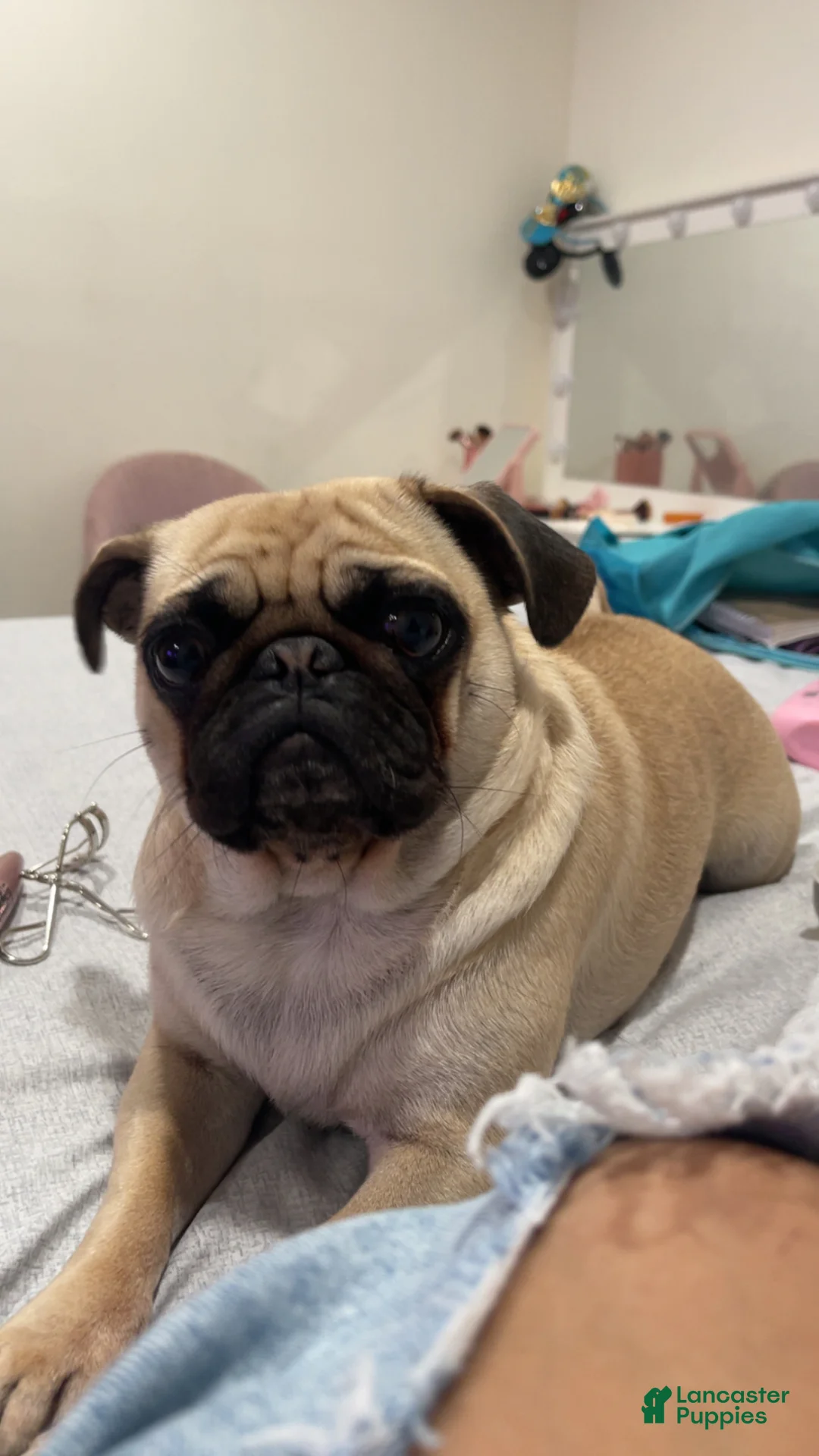 Mixed Breed dogs for sale: Mixed Breed Puppy 2 - Ad 4
