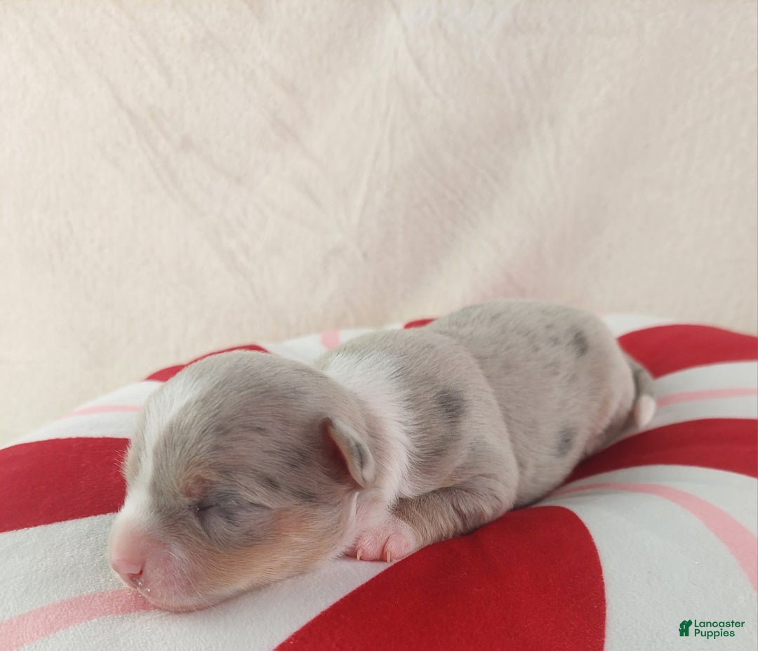 Chihuahua dogs for sale: Pixel - Ad 3