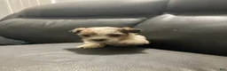Mixed Breed dogs for sale: Unique - Ad 4