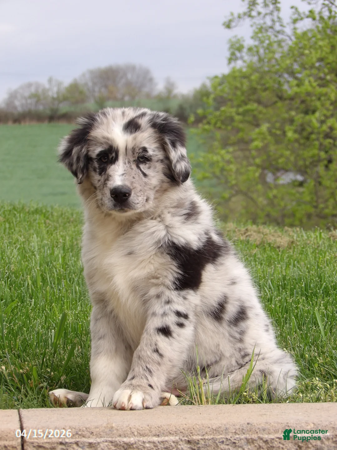 Australian Shepherd dogs for sale: Chef - Ad 1