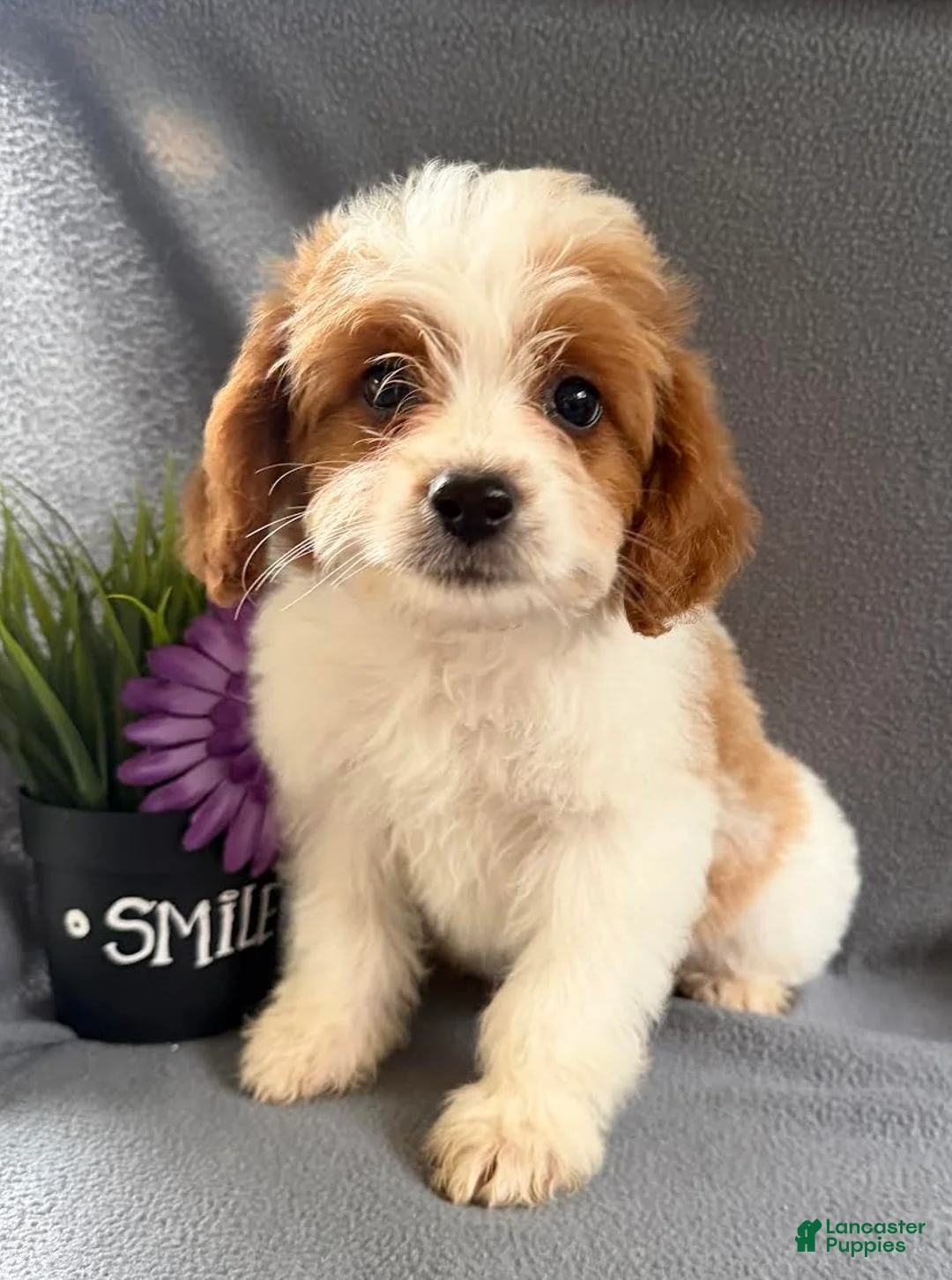 Mixed Breed dogs for sale: Jane - Ad 1