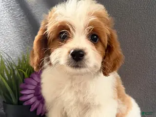 Mixed Breed dogs for sale: Jane - Ad 1