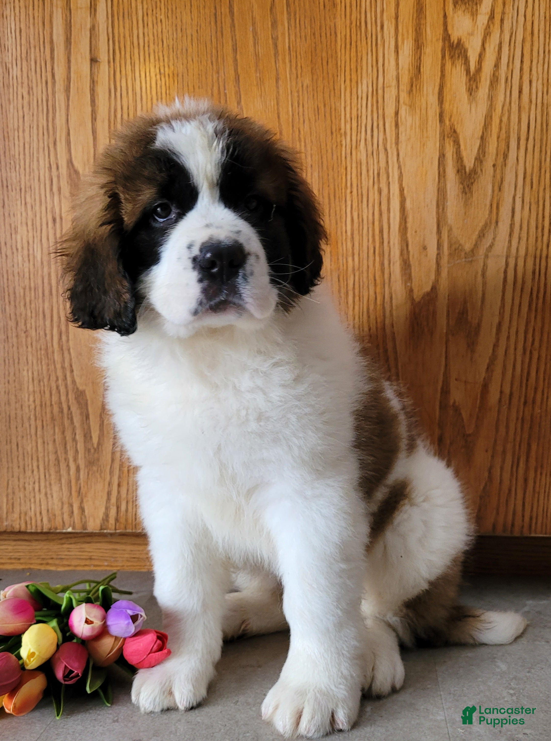 Saint Bernard dogs Willow - Ad 2