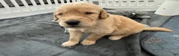 Golden Retriever dogs for sale: Austin - Ad 3